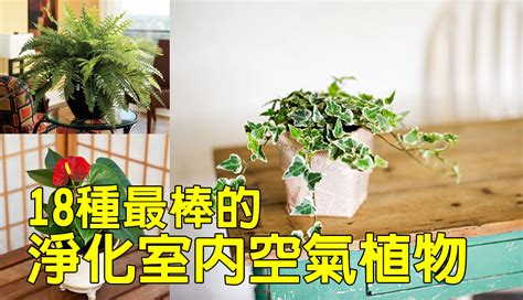 生活品植|【淨化空氣又好養的9大類室內植物！連NASA也推。